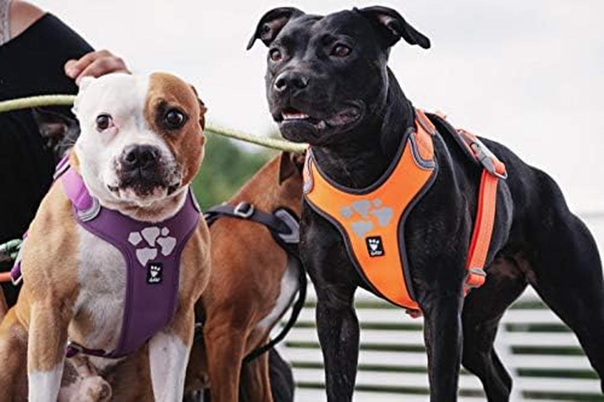 Hurtta Weekend Warrior ECO Dog Harness , Hedge, 16-18 In image number 1