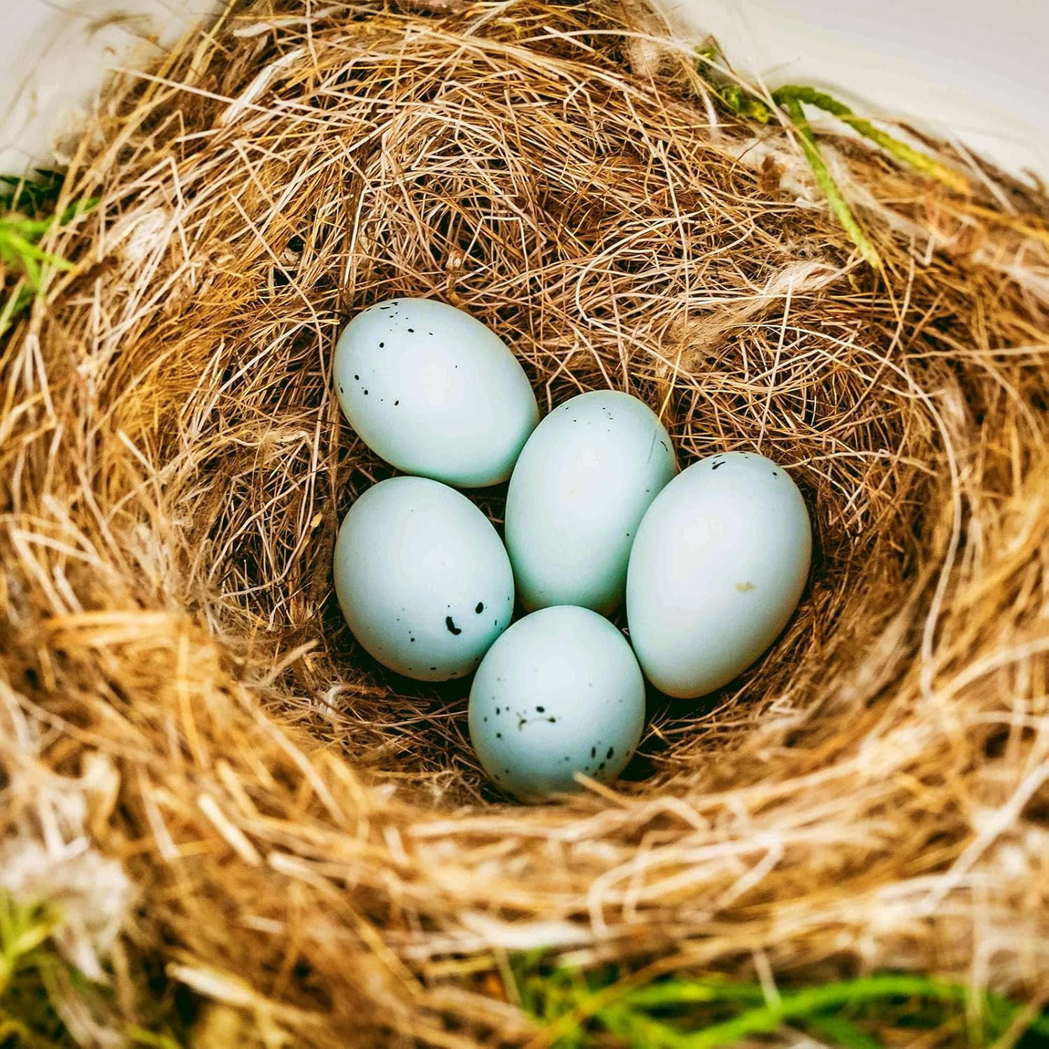 Natural Coconuts Fiber for Bird Nest, 500G Bird Nesting Material image number 2