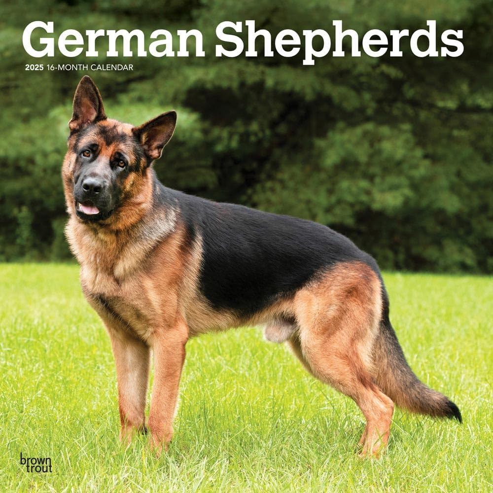German Shepherds | 2025 12 X 24 Inch Monthly Square Wall Calendar | Plastic-Free | Browntrout | Animals Dog Breeds image number 2