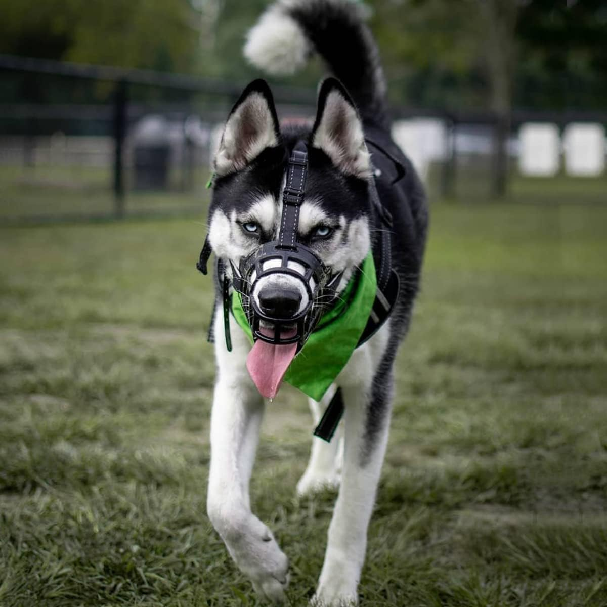 Dog Muzzle, Soft Silicone Basket Muzzle for Dogs, Allows Drinking, Prevents Unwanted Barking Biting and Chewing, Included Collar (Black, 3#) image number 4