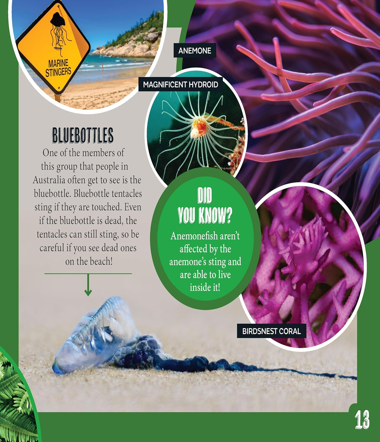 AG Discover: Minibeasts image number 2