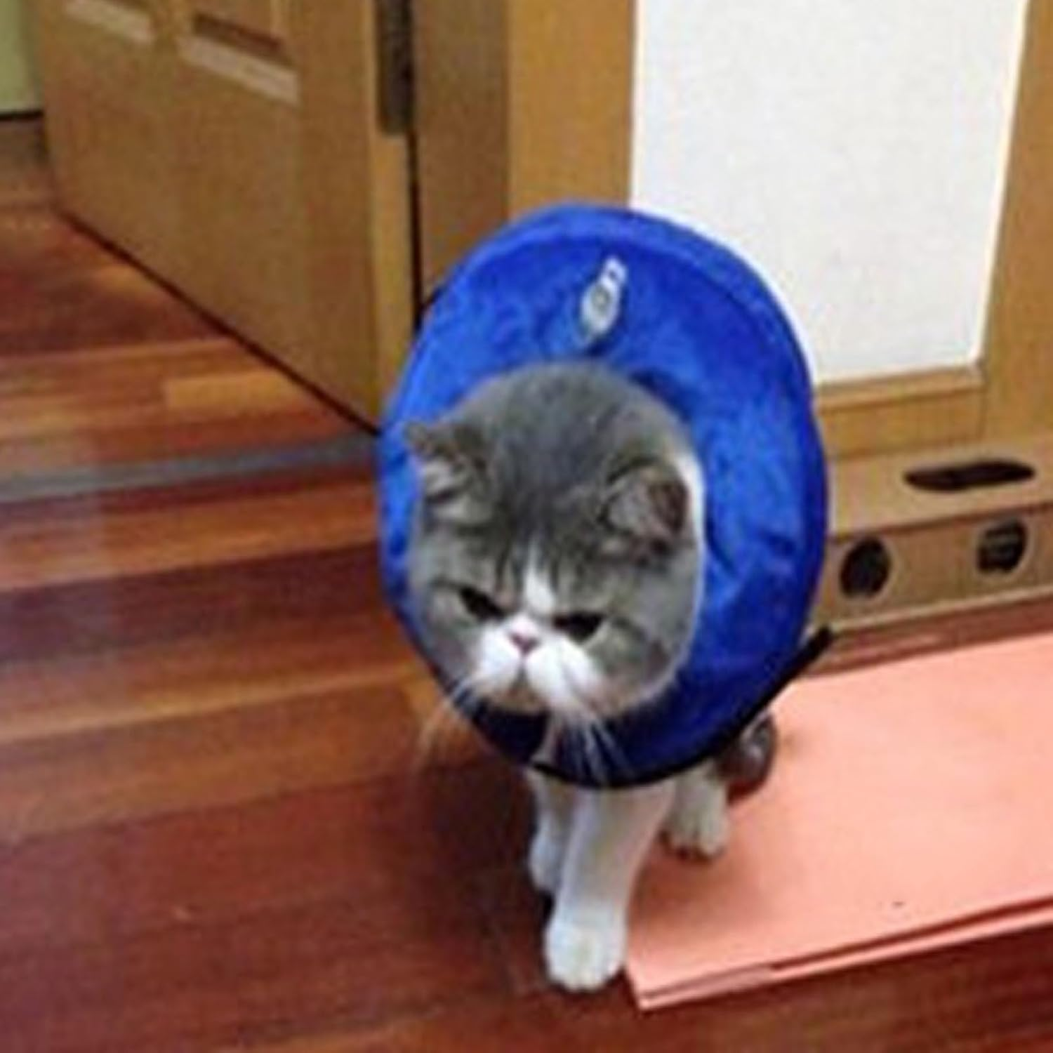 Dog Cone Collar, PVC Soft Keep Warm Dog Cone Collar Protective Recovery Dog Collar, Inflatable Dog Neck Collar Pet Cones for Small Medium Large Dogs after Surgery(Blue M) image number 4