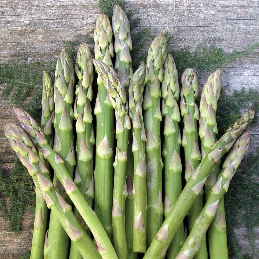 Asparagus Mary Washington 25 Seeds Vegetable