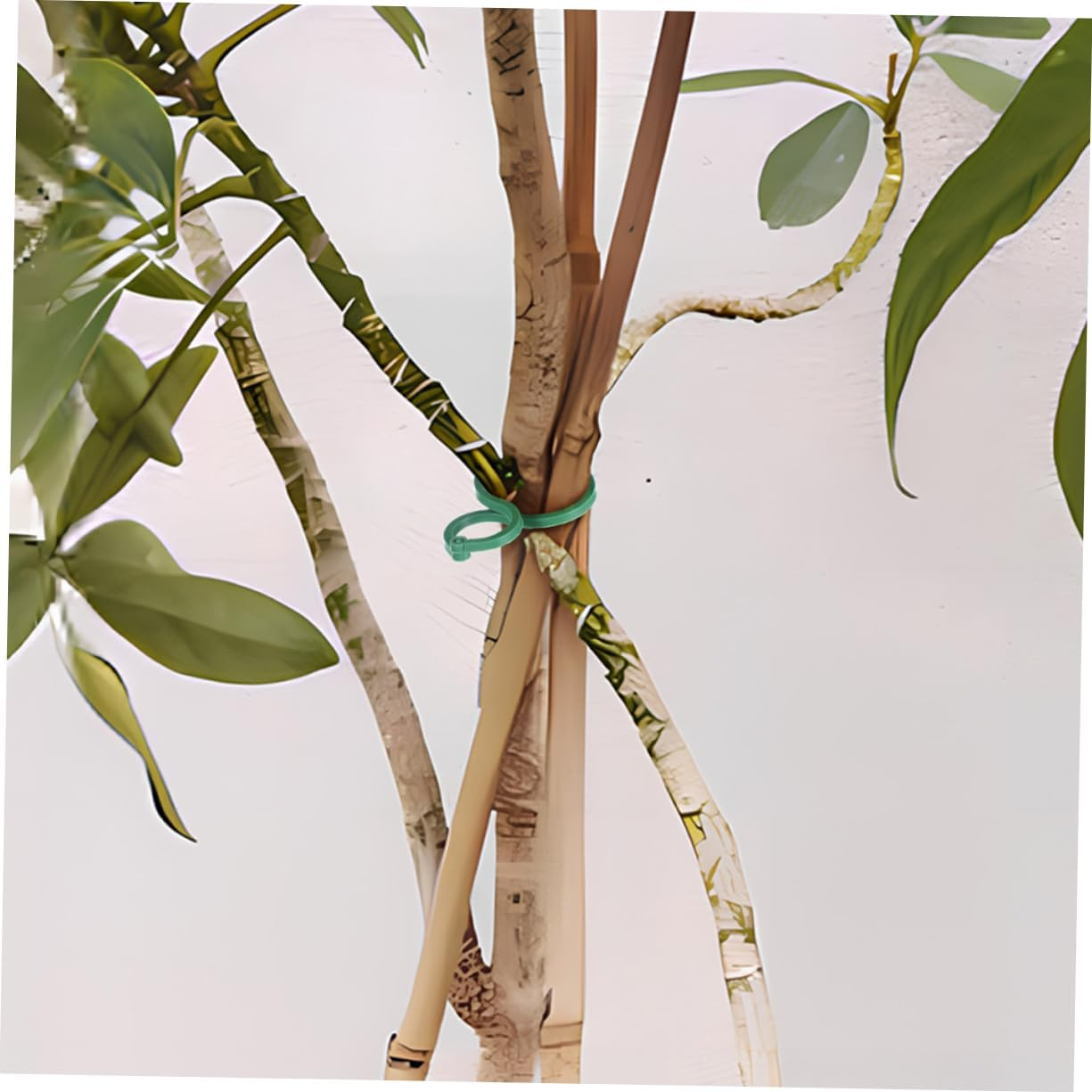 CIYODO 150Pcs Gardening Plant Clip Plastic Support for Climbing Plants Reusable Vine Stem Holder for Outdoor Garden Trellis Clips image number 3