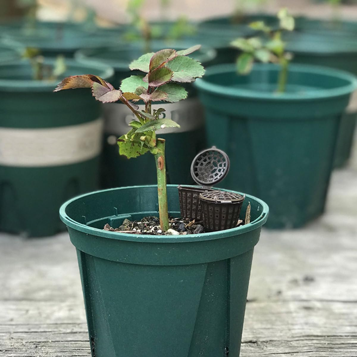 Kisangel 10Pcs Plastic Bonsai Fertilizer Boxes with Lids, Large and Small Gardening Fertilizer Containers for Slow Release Manuring, Orchid and Mini Planting Basket Set for Home Balcony