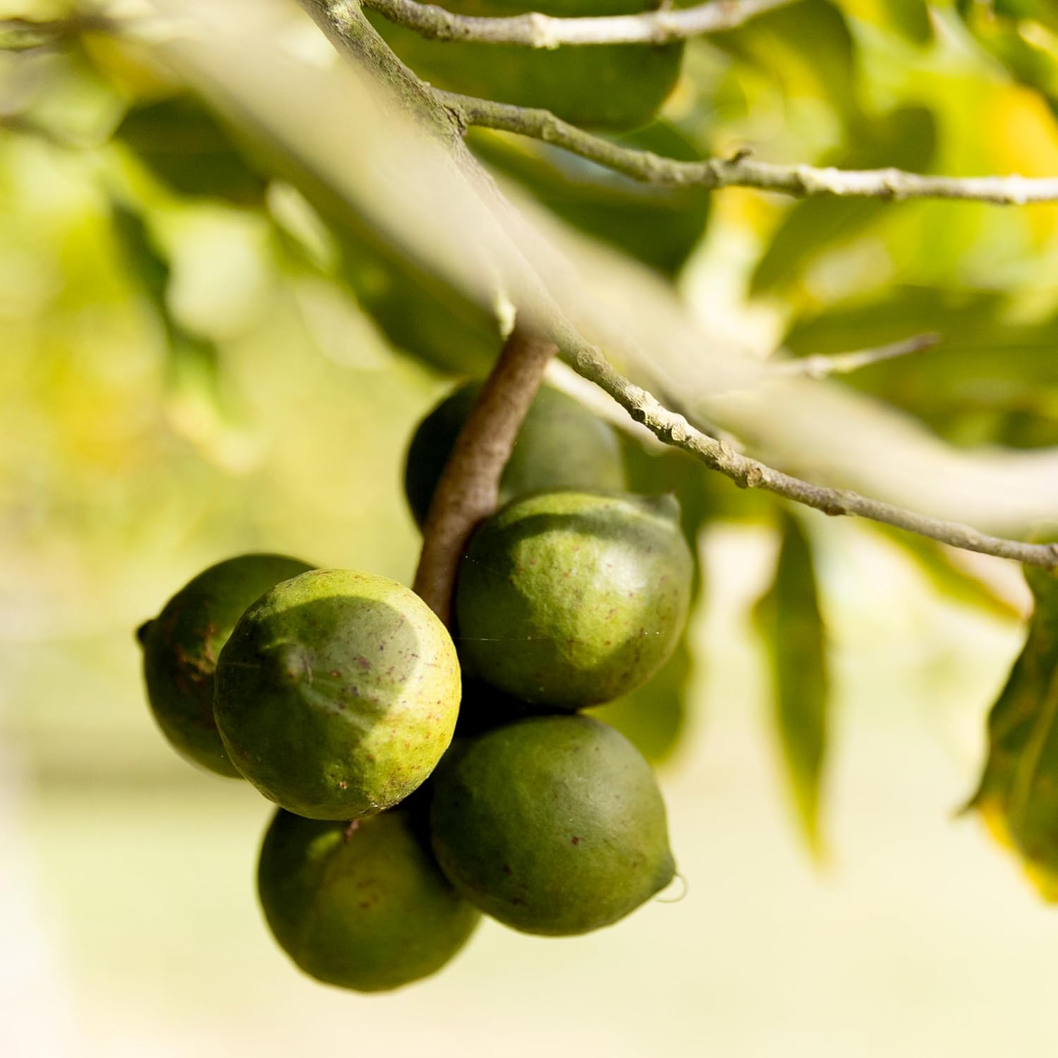 Golden Crunch Vanilla Macadamias 225G X 3 Packs image number 1