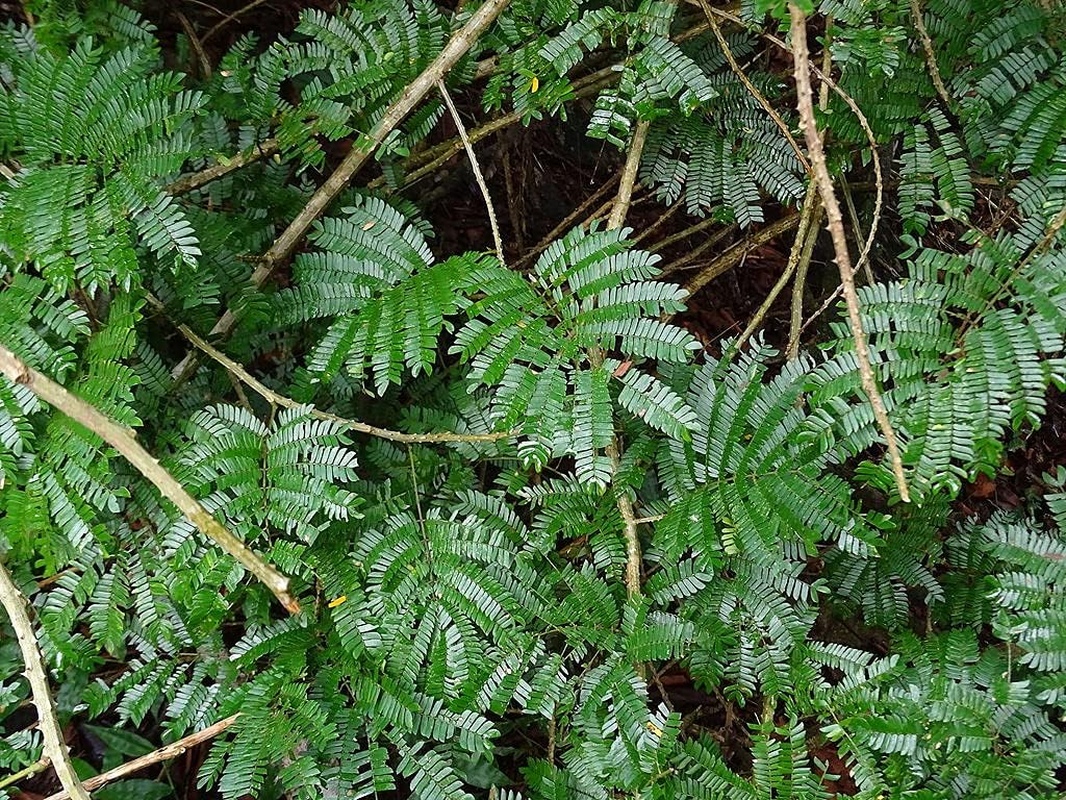 LJL Traders Natural Ayurvedic Herbal Scrubber/Acacia Caesia/Incha/Nikunjika - 150 Gm image number 4