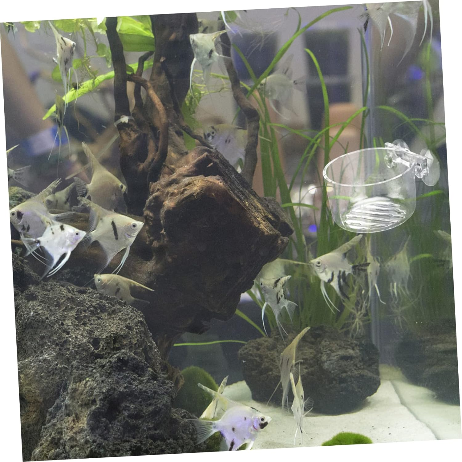 BUGUUYO 2Pcs Aquarium Food Storage Bowl Practical Feeding Cup for Fish Tank Smooth Design Easy to Clean Prevents Food Spread for Fish Feeding image number 5