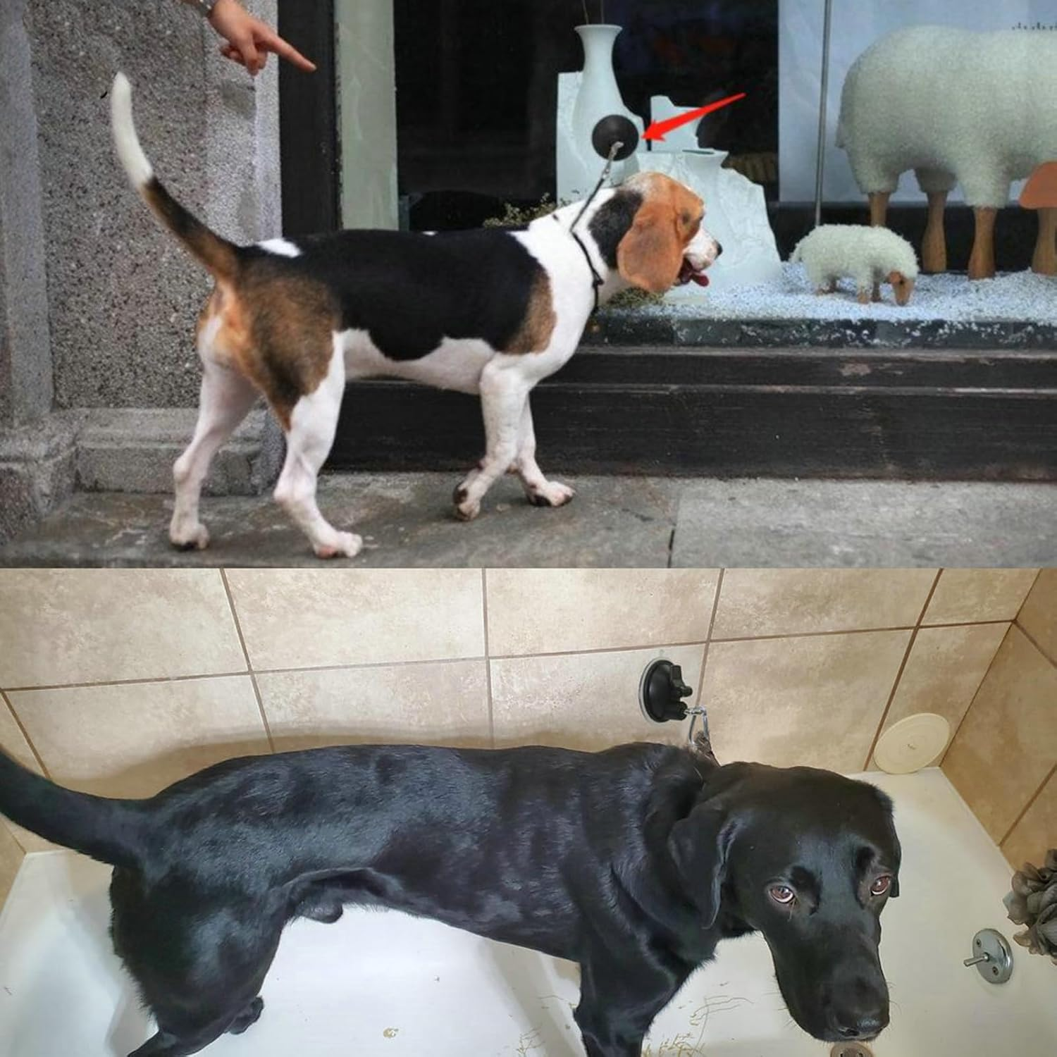 Powerful Suction Cup Hook Cleat for Pet Dog & Cat Bathtub, Shower & Bathing, Grooming Restraint Restraint Tether - No Leash image number 6