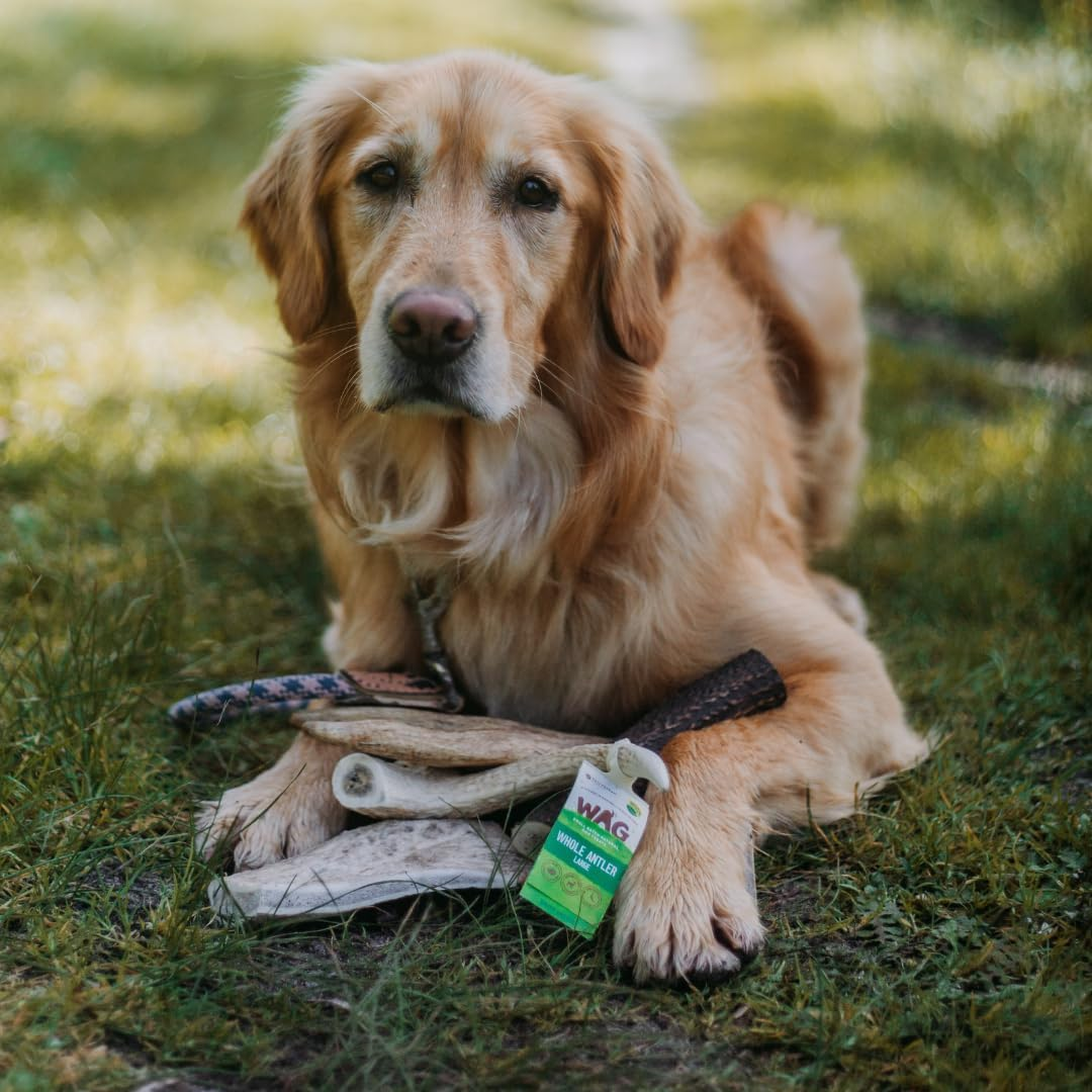 WAG Long Lasting Whole Antler Dog Treat, 4 Pack, Small image number 2