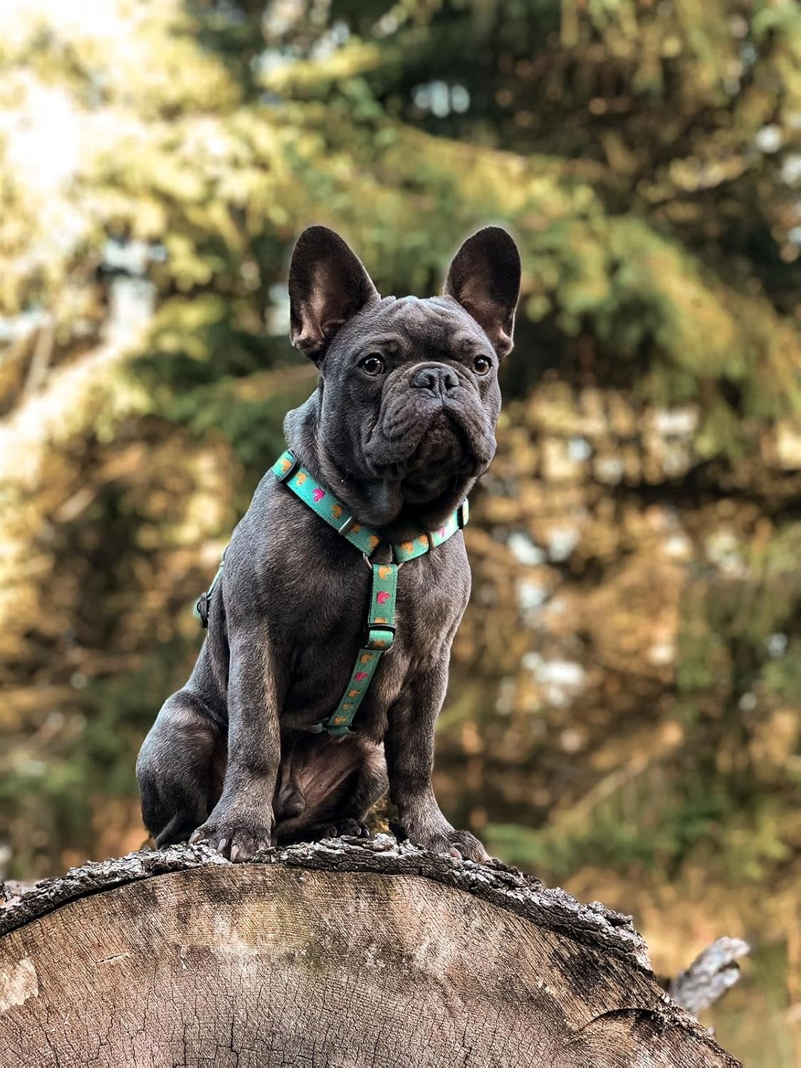 Max & Molly Ducklings 4894512020412 Dog Harness Comfortable Odourless Neoprene Loss Protection Program for Pets Extra Tidy Dog Harness XS 55 G image number 2