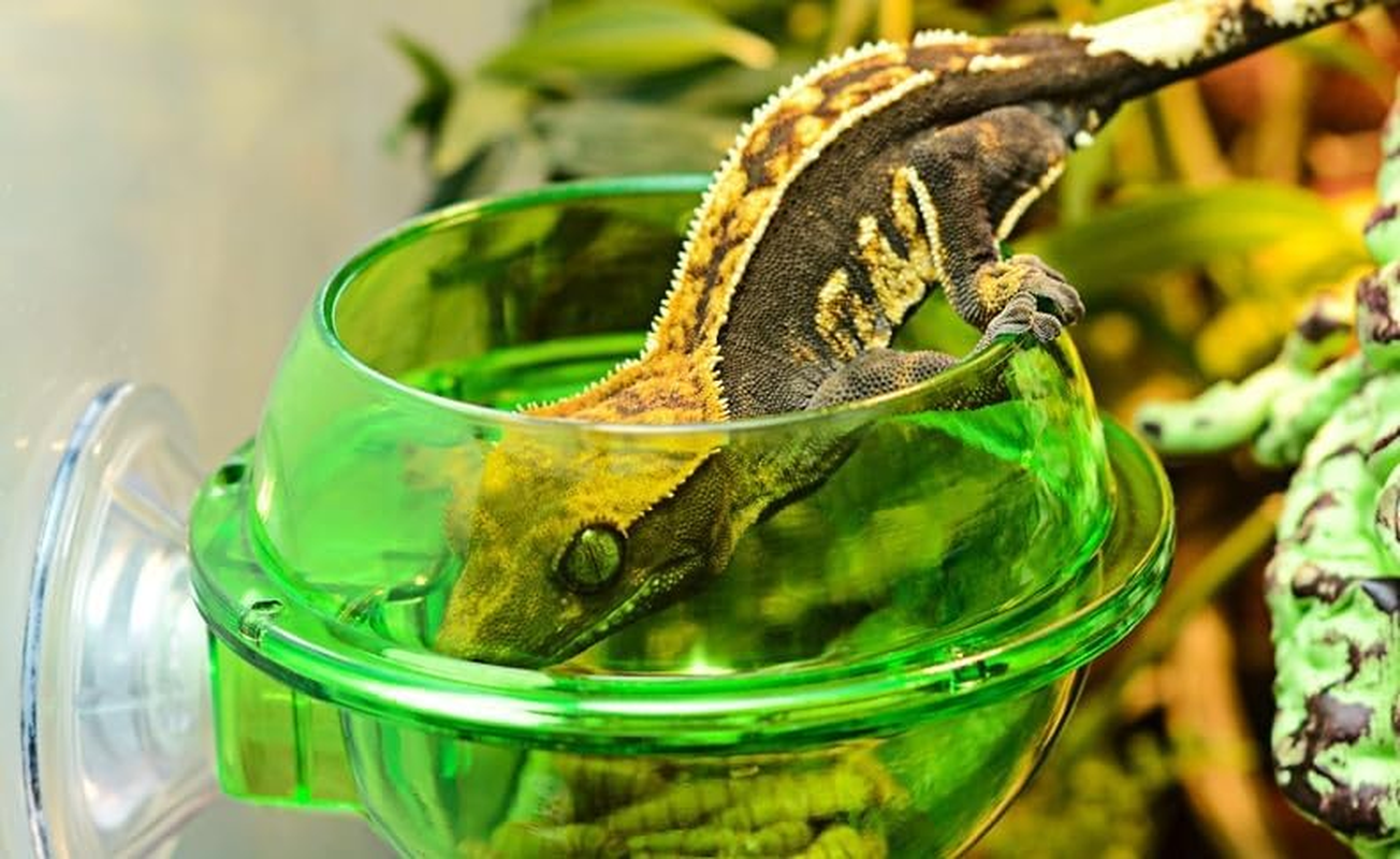 Chameleon Bowl, Reptile Feeding Food, 2Pcs Water Dish Gecko Ledge Suction Cup Feeder Chameleon Supplies Accessories for Gecko Lizard Bearded Dragon (Green, One Size) image number 4