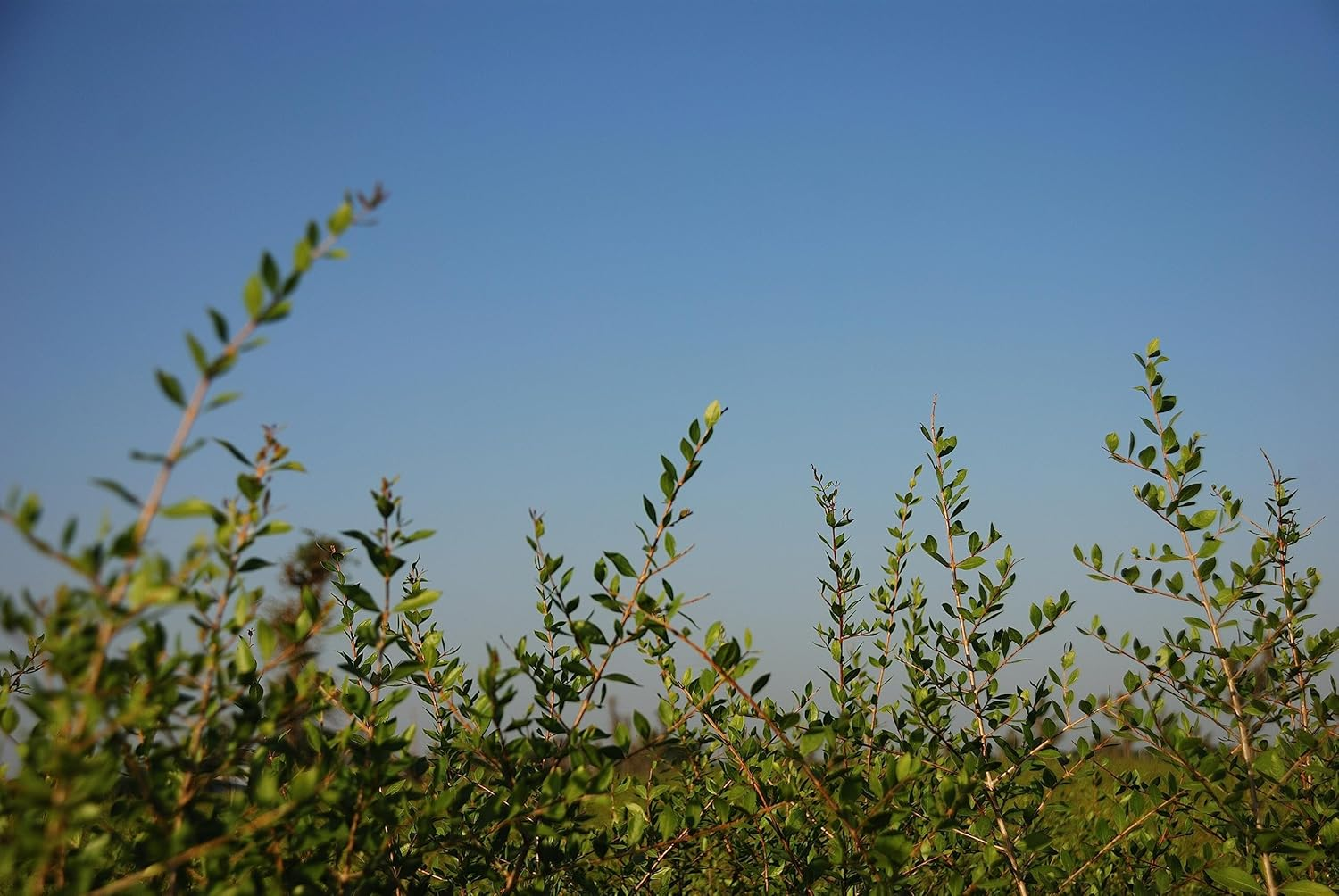 Naiad Henna + Wood Indigo, Black, 14.1 Oz (400 G) image number 6