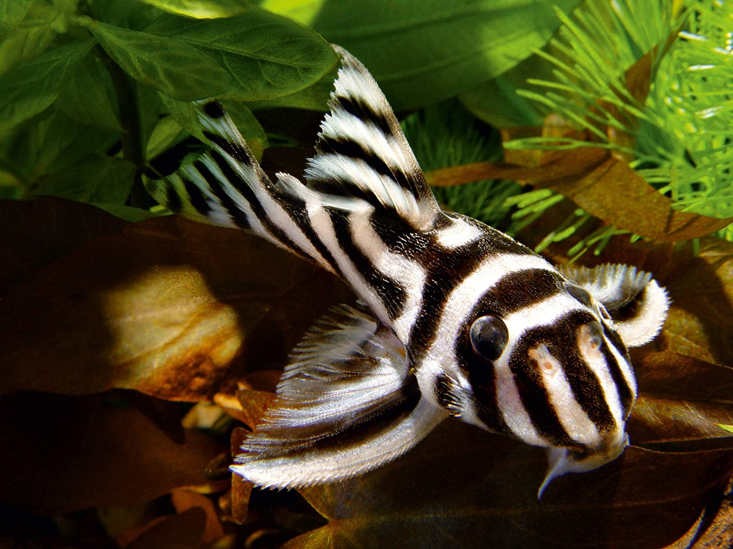 Sera Spirulina Fish Food Tablets, 24 Count image number 1