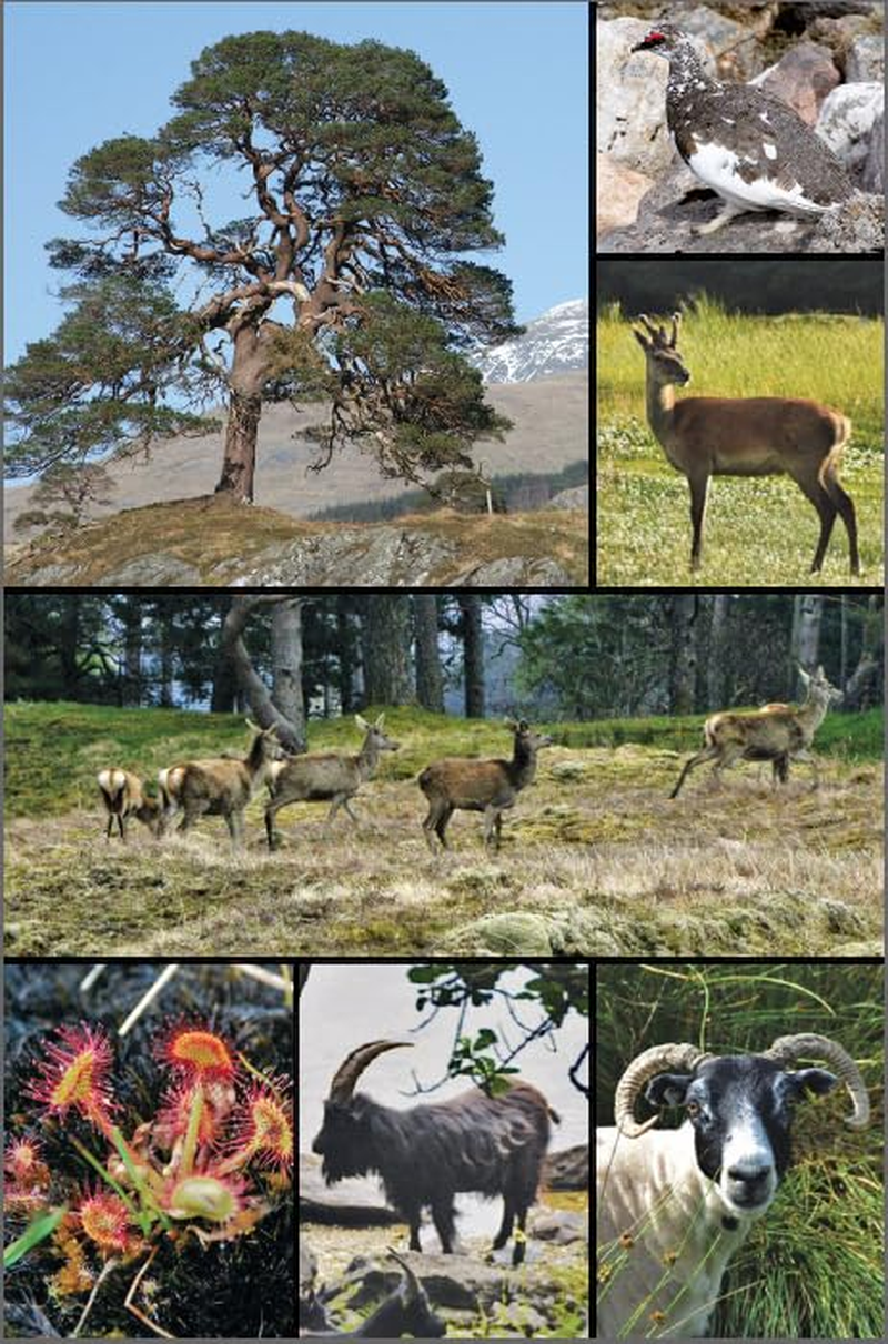 West Highland Way 8/E: 53 Large-Scale Maps & Guides to 26 Towns and Villages; Planning, Places: Includes Ben Nevis Guide and Glasgow City Guide