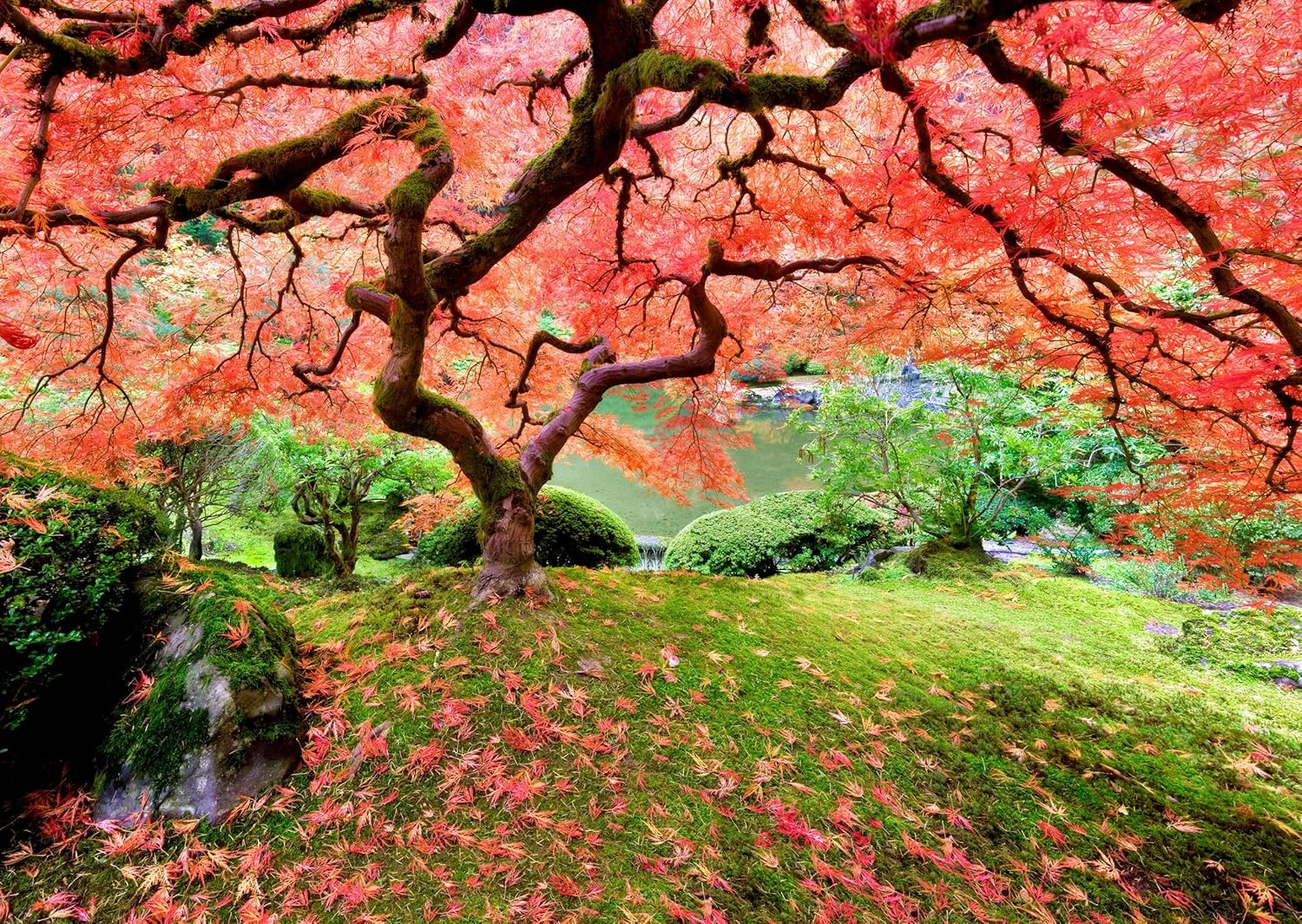 Peter Pauper Press Japanese Maple Tree 1000 Piece Jigsaw Puzzle image number 2