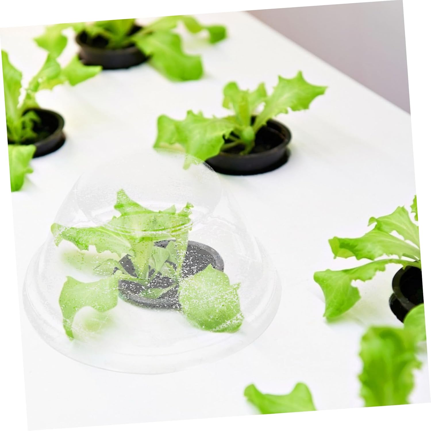 NULYLU Moisture Retaining Plant Covers 50Pcs Clear Covers for Garden Indoor Plants Hydroponics Practical Planting Supplies image number 3