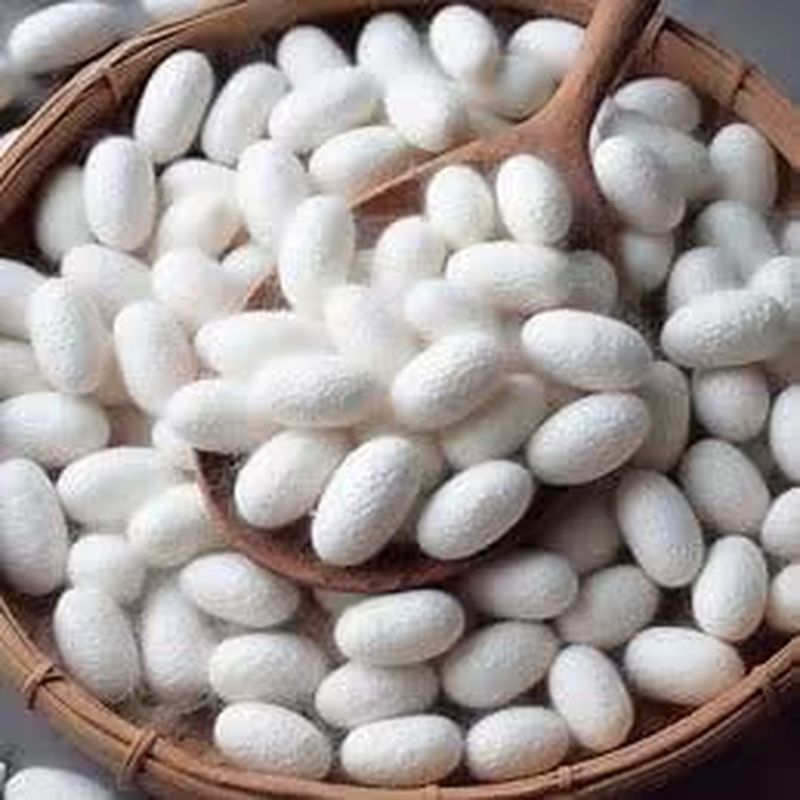 Knitsilk Mulberry Silk Cut Cocoons - Ideal for Spa, Facial Massage, and Beauty - Spinning and Crafts - White Bombyx Mori Cocoon (Pack of 1000 Pcs) image number 1