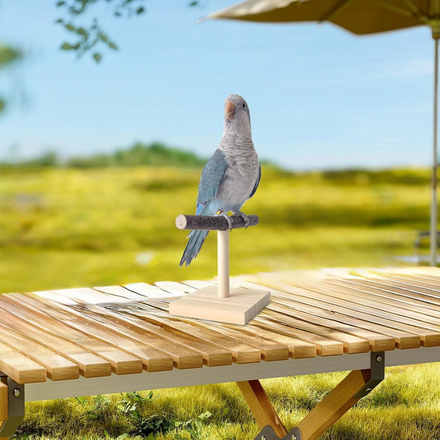 Parrot T Perch - Resting Spot Portable Bird Trainiing Playground | Feeding Training Wooden Parroot Staand | Birrd Play Stand for Macaws Cockatiels African Greys image number 2