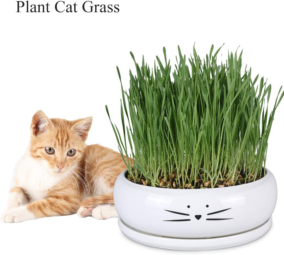 Koolkatkoo 8 Inch Large Cute Cat Ceramic Succulent Planter Pots with Removable Saucer Unique Porcelain Cactus Planters Decorative Flower Pot for Cat Lovers White image number 3