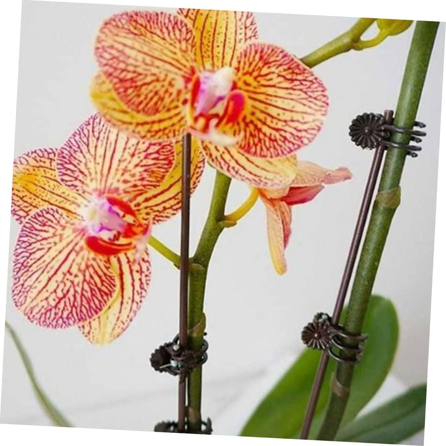 EOMECUIGAO Plant Orchid Clips 100 PCS Durable Garden Plant Clamps for Stems Branches Vines Secure Flowers Support Growth Prevent Drooping in Greenhouses Gardens Potted Plants（Dark Brown） image number 4