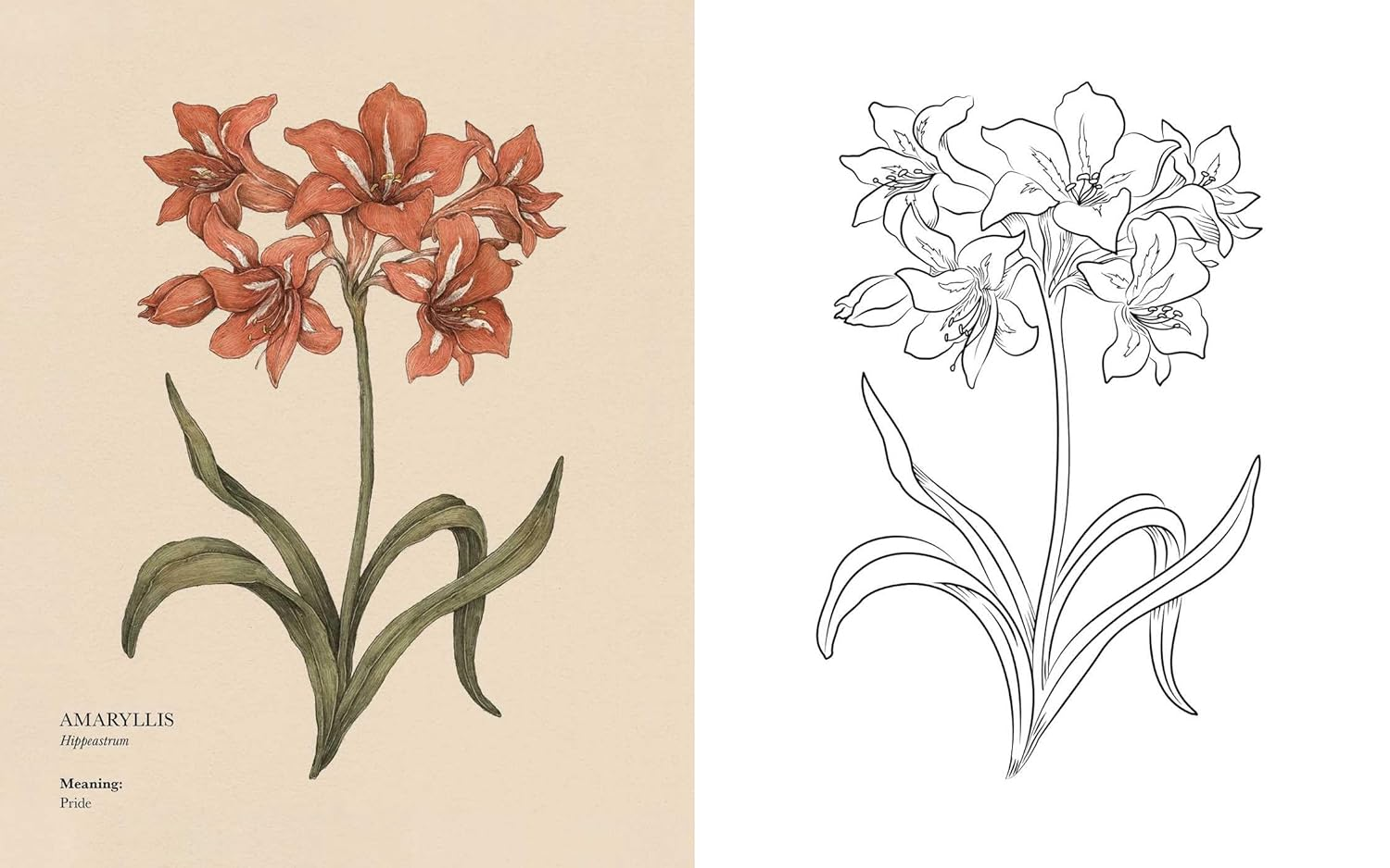 Floriography Coloring Book image number 2