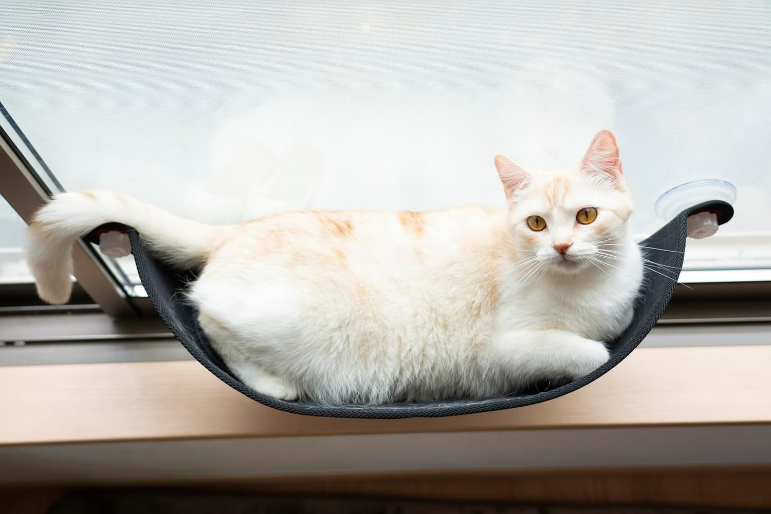 K&H Window Bed Kitty SILL GREY/KHBD6295GR/WINDOW 6295GR/WINDOW Bed Suction CAT Bed Screw Bed Suction CAT Bed Suction CAT Bed Grey/Screw CAT Bed Suction CAT Bed Grey CAT Bed image number 3