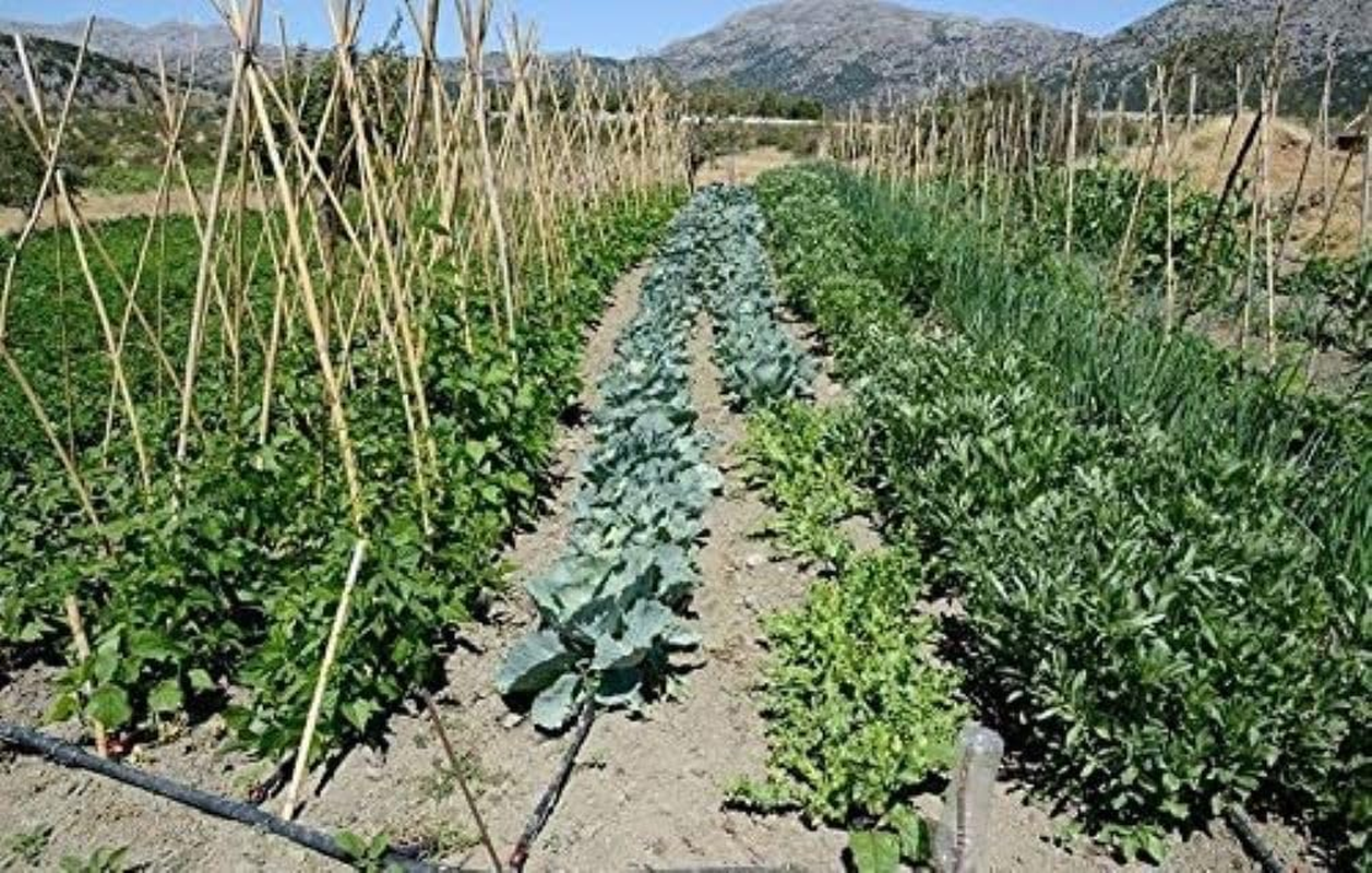 Flat Soaker Hose 25/50/75 Ft - Heavy Duty Double Layer Design - Saves 70% Water - Consistent Drip Throughout Hose - Leakproof Guarantee - Garden/Vegetable Safe (25 FT) image number 3