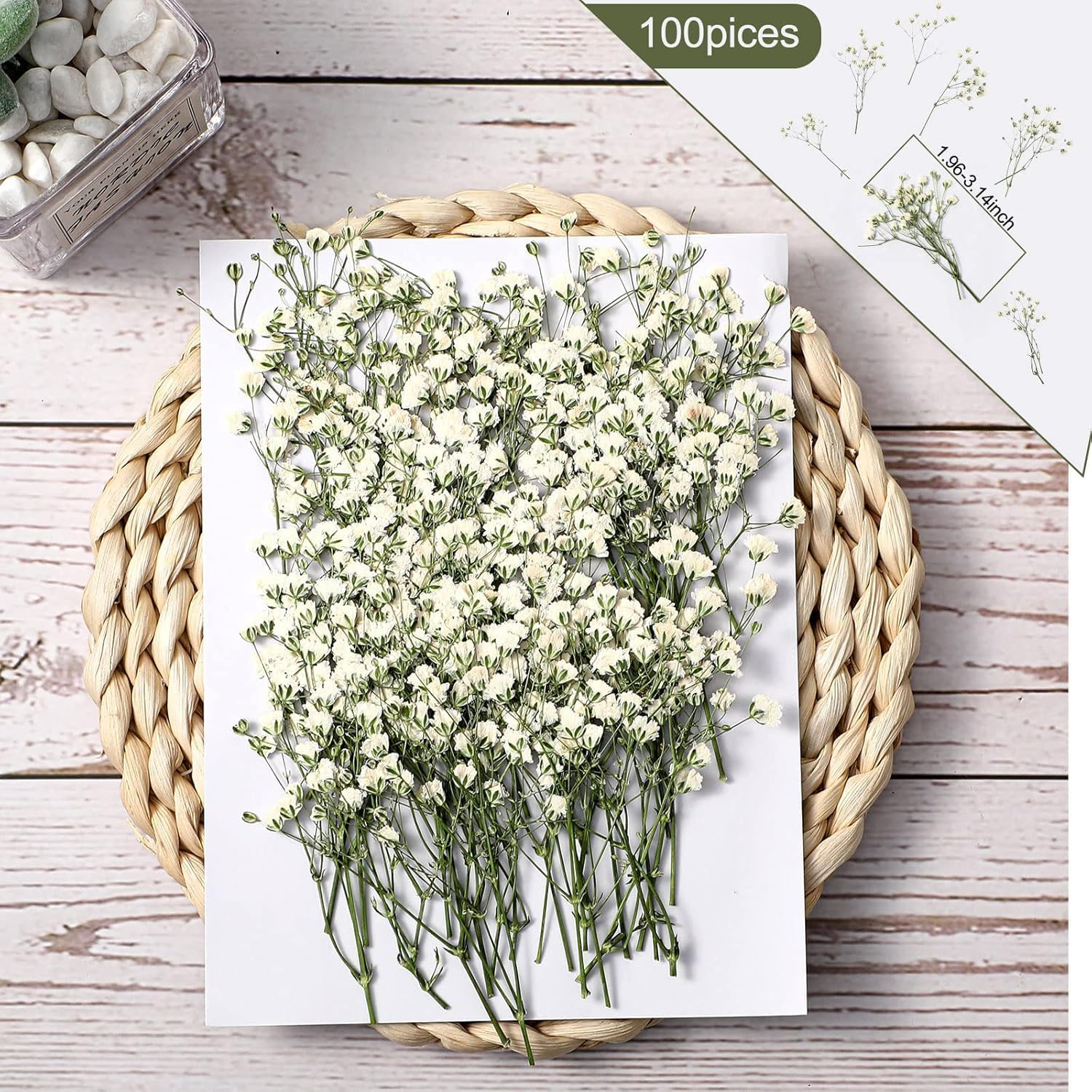 JCQMZB 100 Pcs Dried Babys Breath Flowers Bulk Ivory White Babys Breath Real Pressed Flowers Natural Gypsophila for Resin Wedding Art Craft DIY Invitations Scrapbooking Card image number 1
