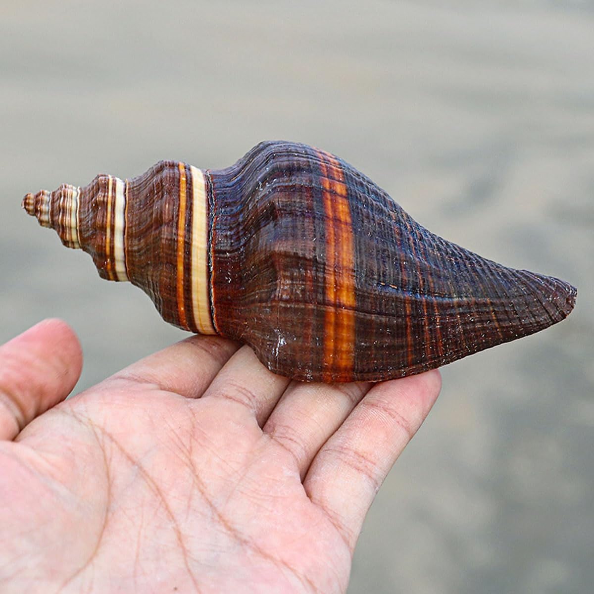 Shells,Conch Shell, for Decoration Natural Conch Shell 12-15Cm for Wedding Decor Beach Theme Party, Home Decorations,Diy Crafts(11~12Cm) image number 6