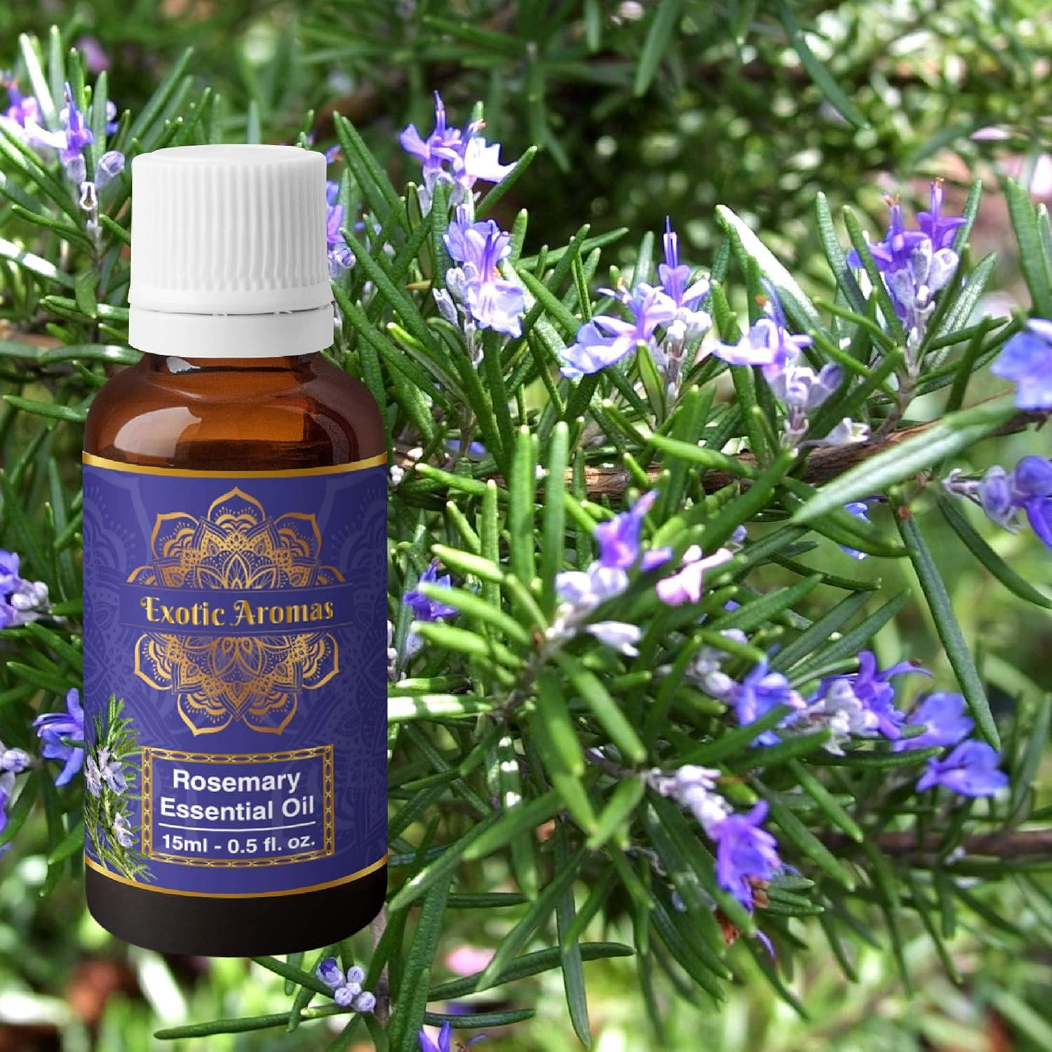 Precious Aromas Rosemary Oil for Hair Growth,Skin,Aromatherapy 100% Pure & Natural (Pack of 2) image number 5