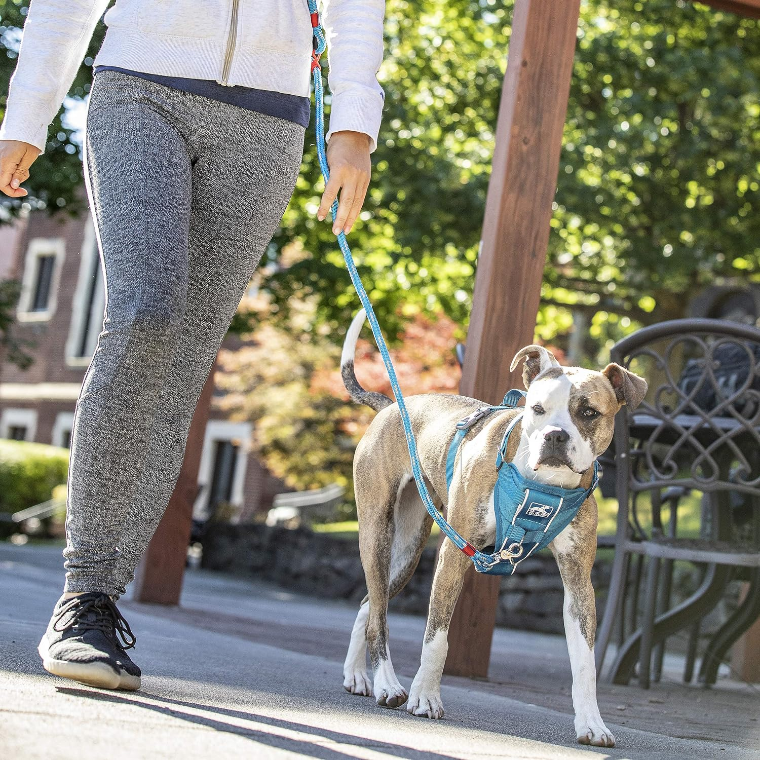 Kurgo Tru-Fit Smart Harness, Dog Harness, Pet Walking Harness, Quick Release Buckles, Front D-Ring for No Pull Training, Includes Dog Seat Belt Tether (Blue, Small) image number 5
