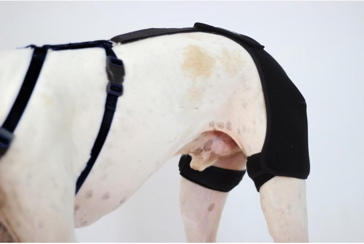 Ortocanis Hip Support for Dogs - Size S
