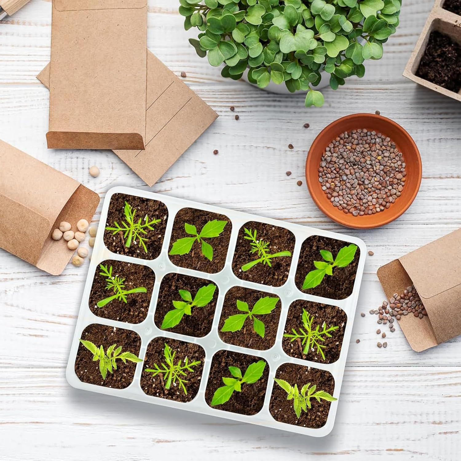 5 Pack Silicone Seedling Starter Trays, Reusable Seed Pots with 12-Cell Flexible Pop-Out Plant Cells, Sprout Trays, Planting Growing Containers for Indoor Gardening & Greenhouse Use image number 2