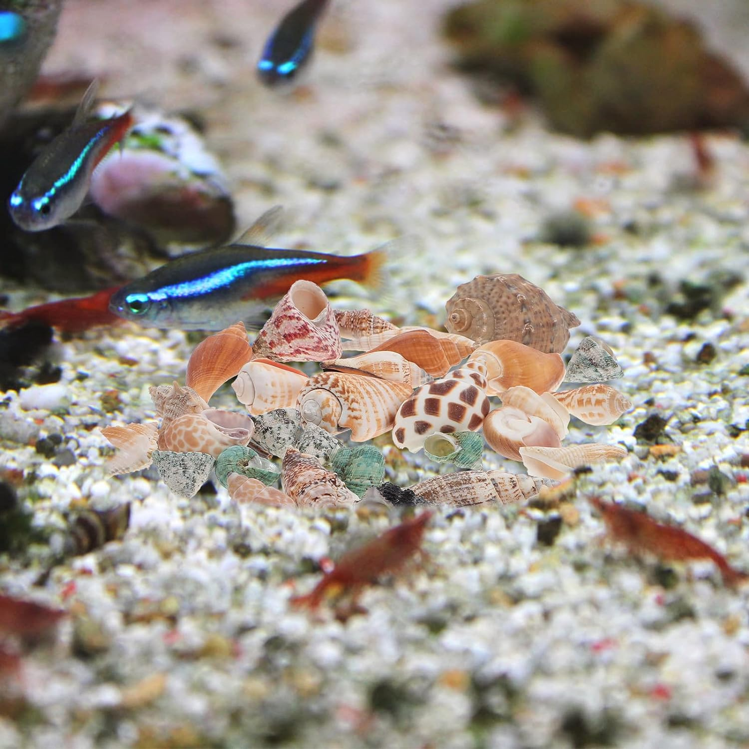 POPETPOP 1 Set Aquarium Conch Decor Hermit Crabs Shells Fish Tank Aquarium Adorns image number 1