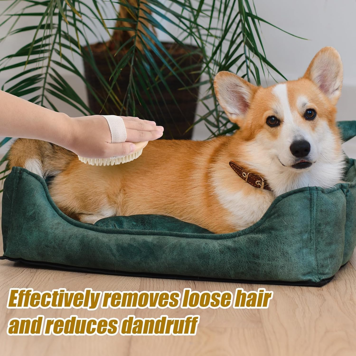 Bristle Pet Brush Wooden Pet Groom Brush,1Pc Soft Boar Bristle Pet Palm Brush,Pet Palm Brush with Bristle,Soft Wood Boar Bristle Pet Palm Brush with Band,Bristle Pet Brush Pet Palm Brush with Bristle image number 4