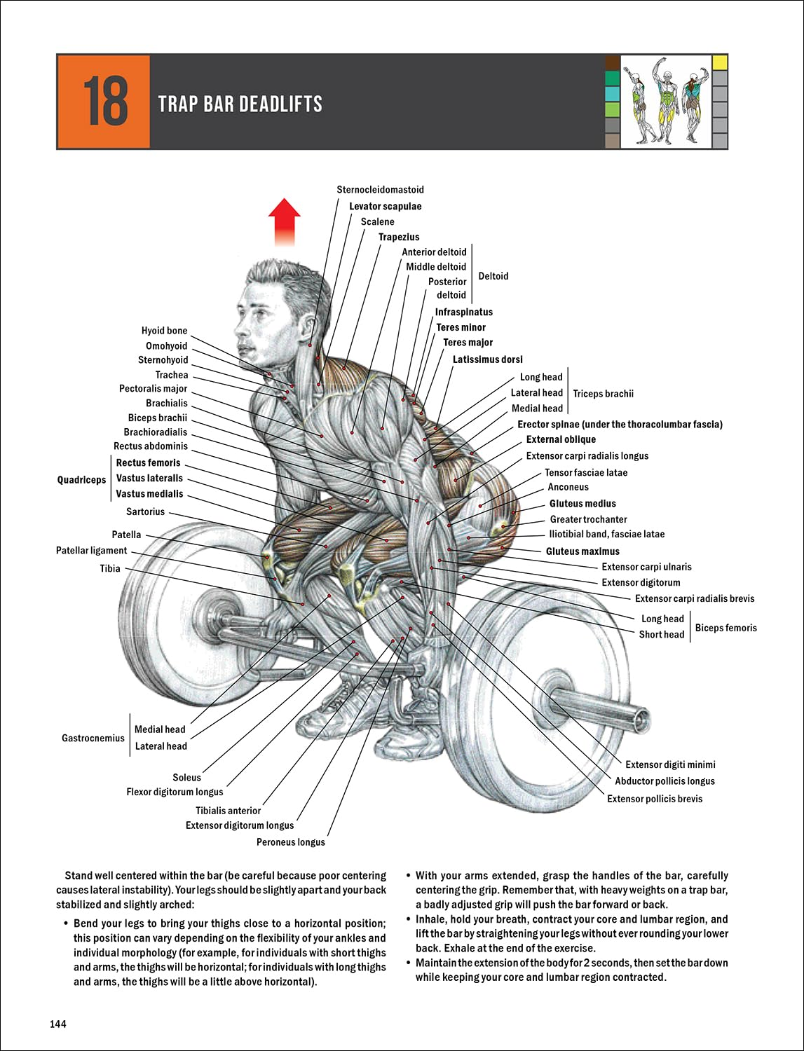 Strength Training Anatomy image number 5