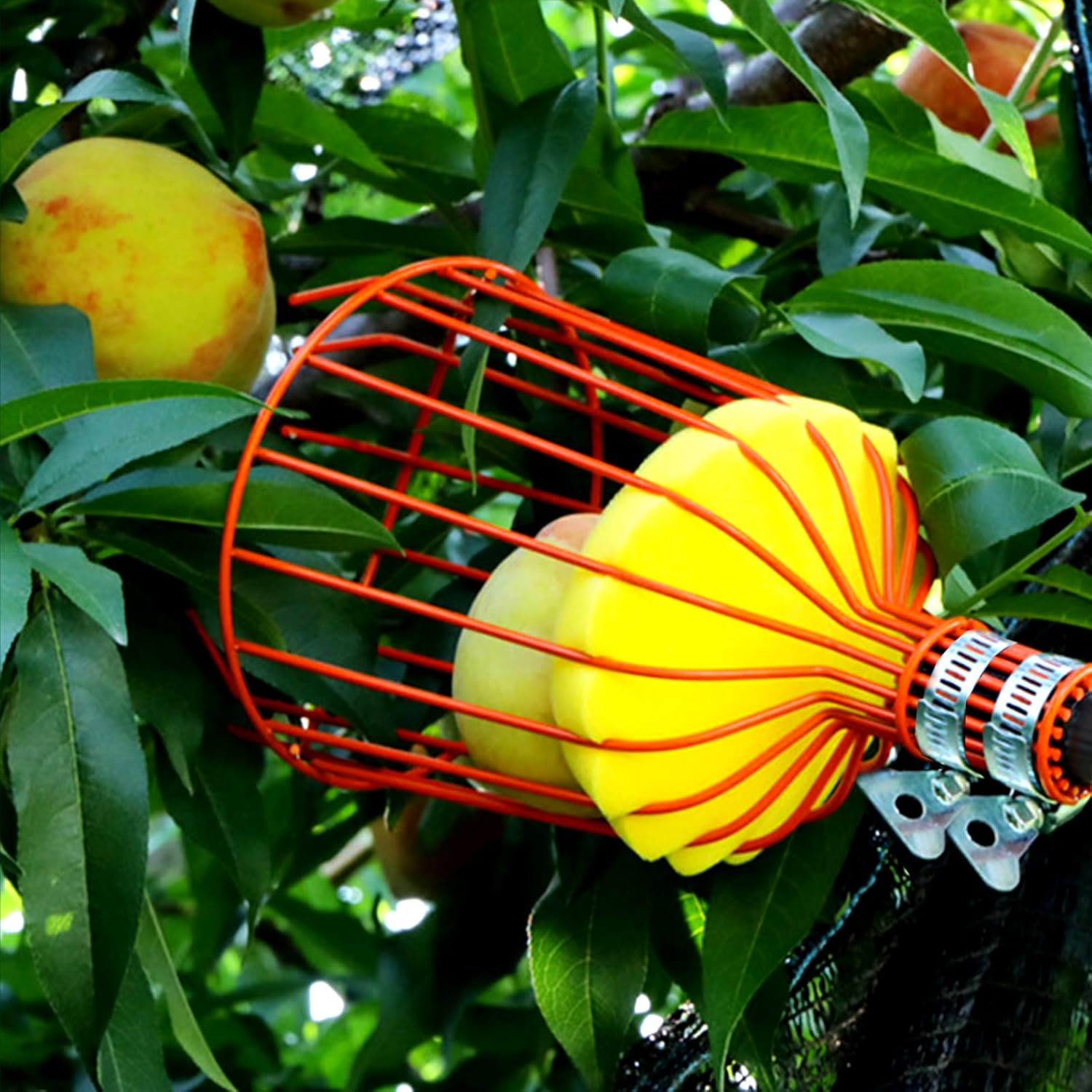 4.3M Fruit Picker, Apple Picker with Telescopic Handle, Fruit Picker Tool with Lightweight Stainless Steel Connecting Pole and Basket, Fruit Grabber Easy to Assemble, Tree Picker for Orange Lemon Etc