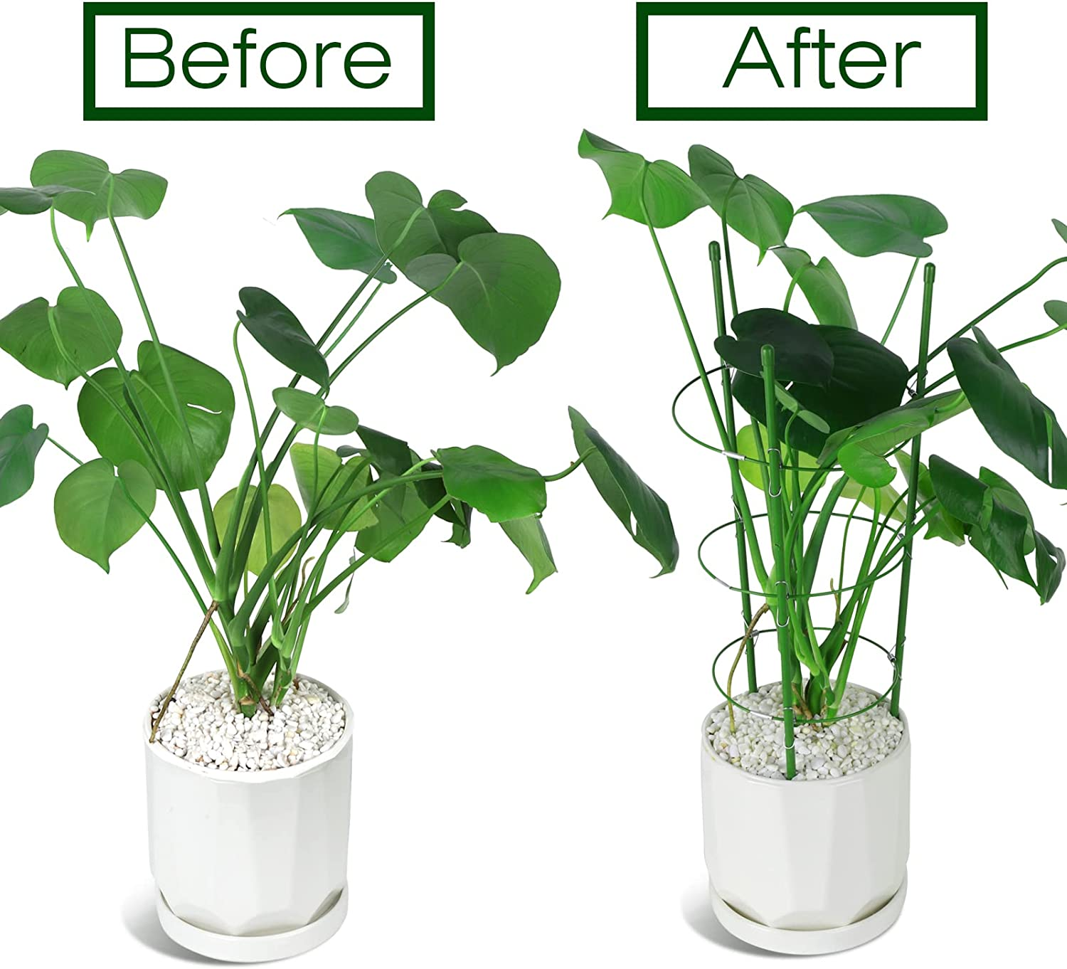 LEOBRO 2 Pack Plant Support Cage Metal Rust Resistant Garden Plant Support Ring Plant Stake Plant Support for Tomato, Trellis, Climbing Plant, Flower, 17.7&rdquo; High, 5.48&rdquo;/6.18&rdquo;/6.89&rdquo; Inner Diameter image number 3