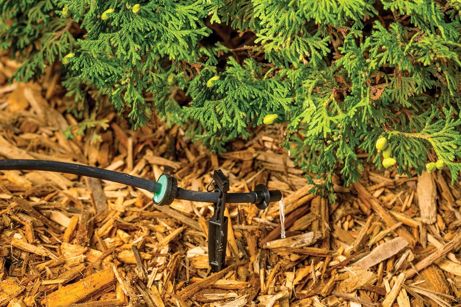 Rain Bird CVD2010PKXS Drip Irrigation Dripper/Emitter with Built-In Check Valve, 2 Gallon per Hour, 10-Pack