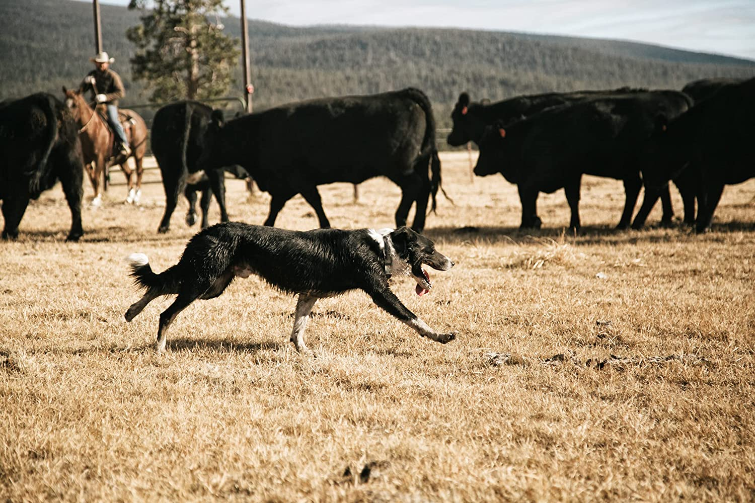 Carhartt Fully Adjustable Waterproof Dog Collar, Hunter Orange, One Size image number 2