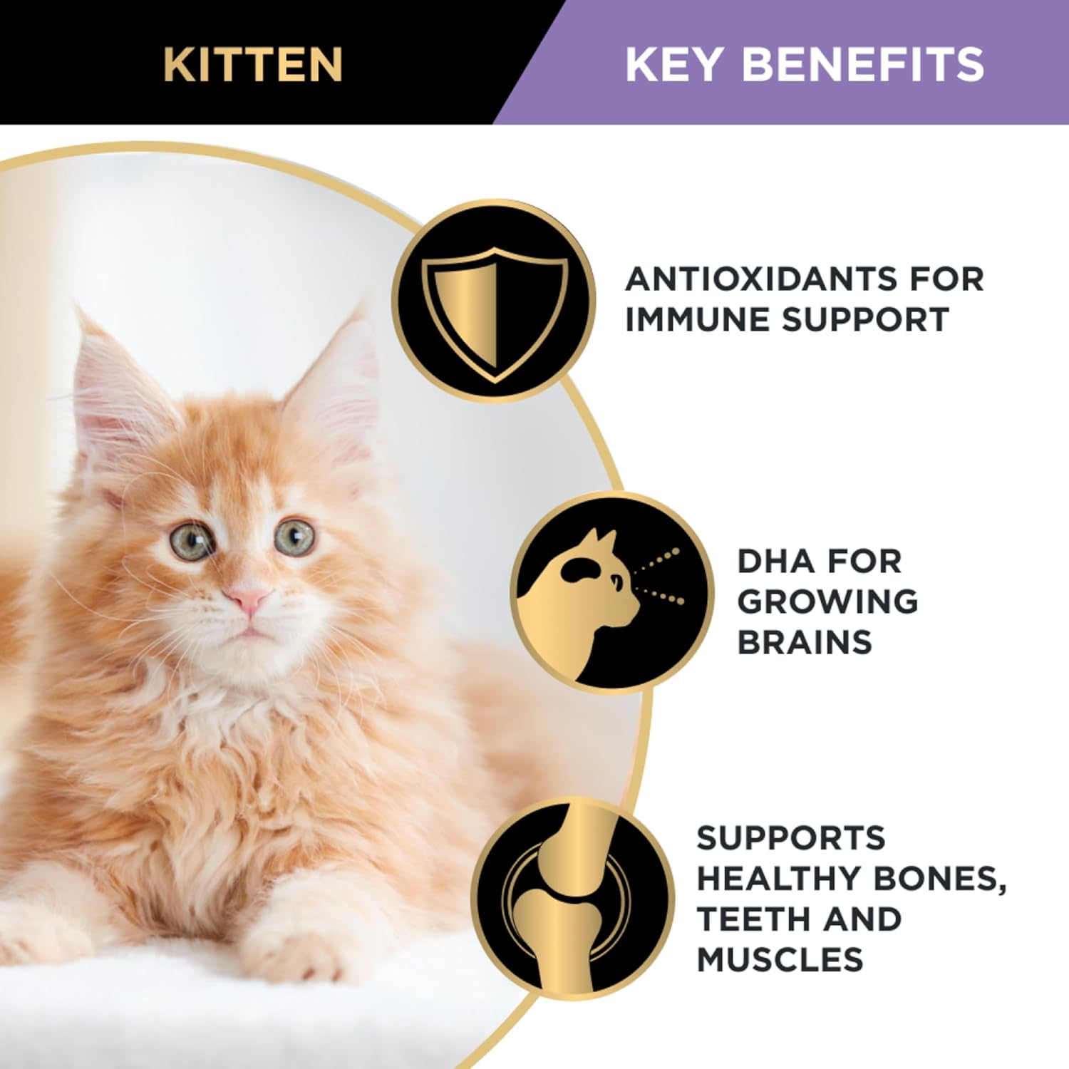 PRO PLAN Kitten Wet Cat Food Chicken in Jelly 12X85G