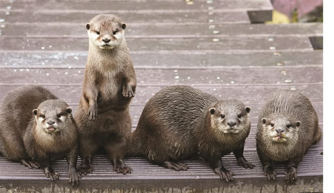 This Book Is Literally Just Pictures of Animals Silently Judging You image number 5