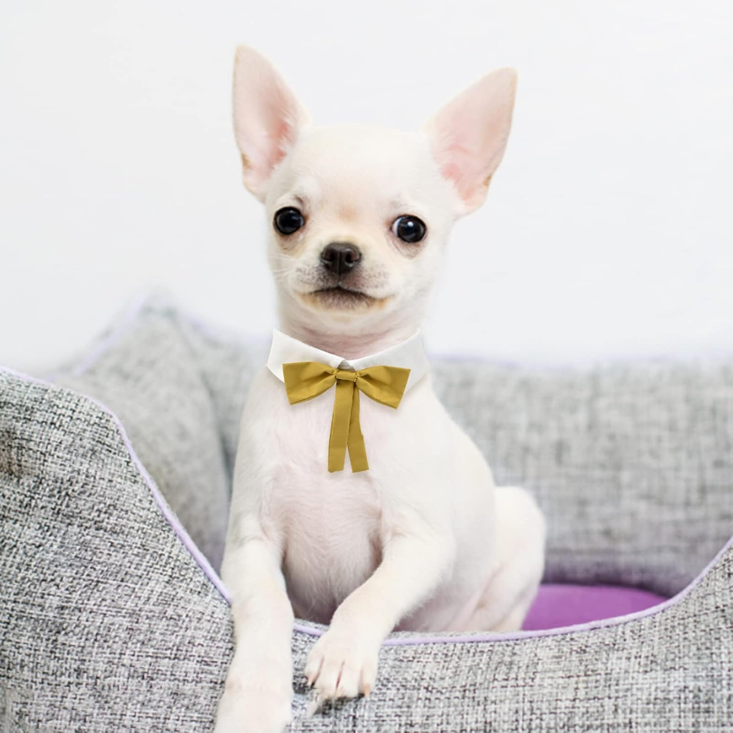 HACRAHO Formal Cat Tie, 1 Pcs Adjustable Cat Collar Tuxedo Bow Tie Collar for Dogs Cats Puppy Party Supplies image number 1