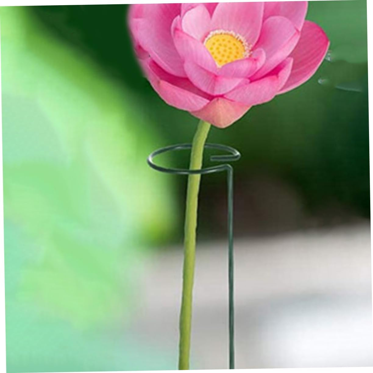 CAXUSD 12Pcs Plant Climbing Support Frame Garden Stakes for Gardening Climbing Plant Trellis Netting Stainless Steel Supports