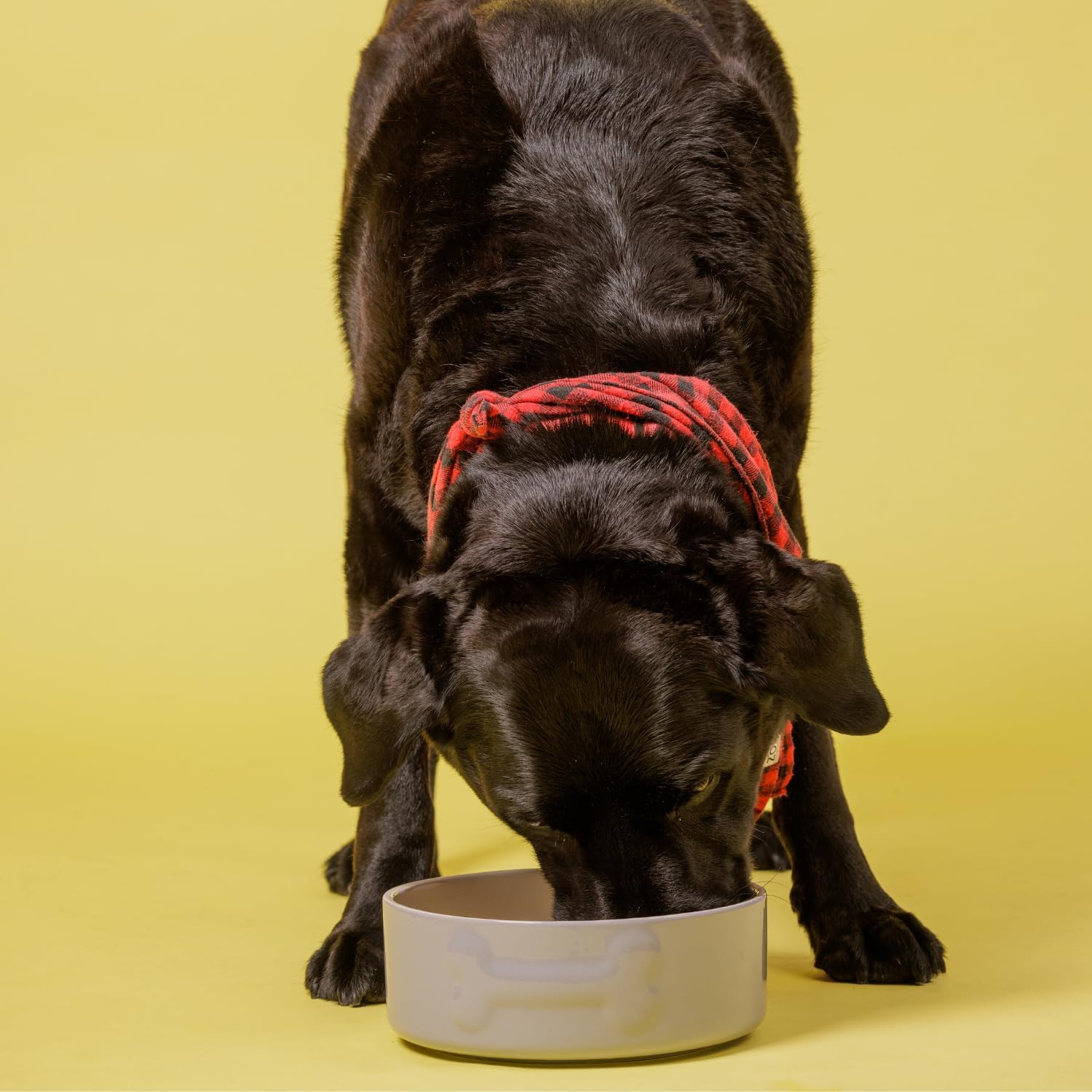 Mason Cash Ceramic Dog Bowl, 20 Cm - Grey image number 3