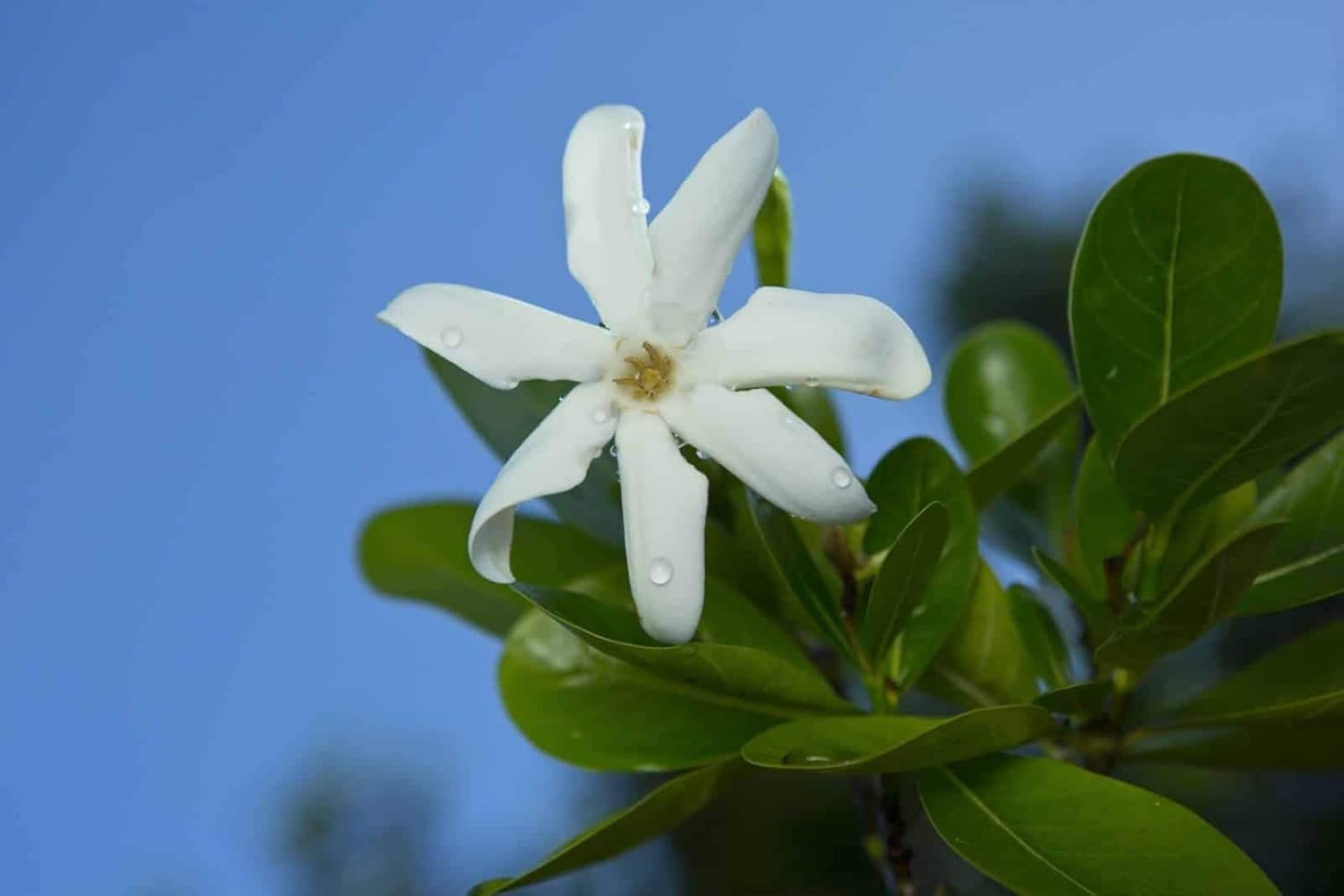 Monoi Tiare Tahiti Tiare Gardenia Coconut Oil (Pack of 2), Scented with Fresh Handpicked Tiare Flowers, 100% Made in Tahiti, 4 Fl. Oz. image number 3