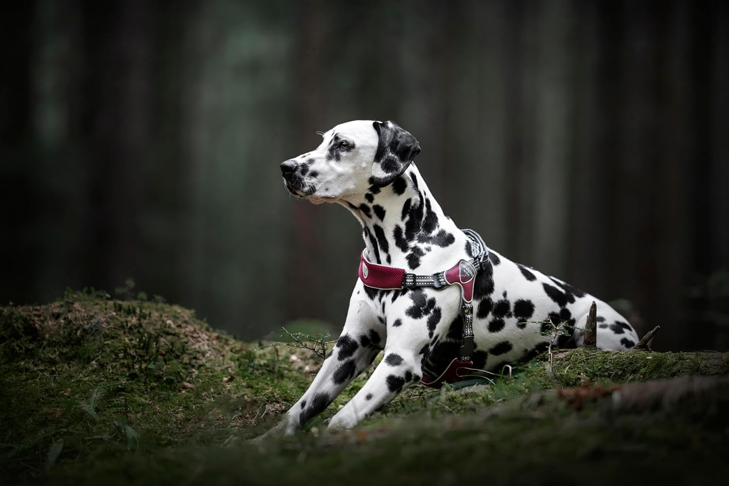 Coralpina - Fiames Adjustable Neck and Chest Harness for Medium to Large Dogs, Soft and Durable, Does Not Harm Hair or Hinder Movement, Wine Red image number 4