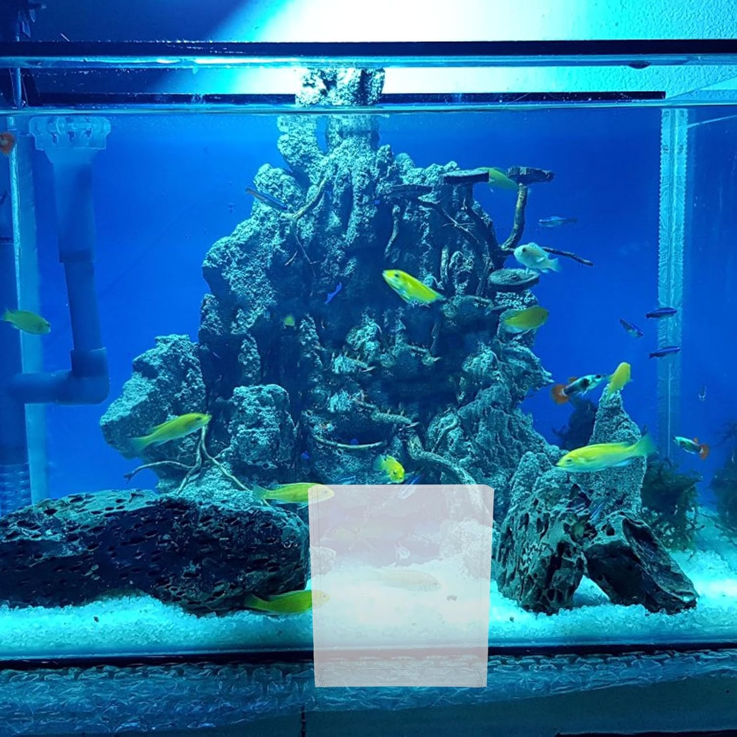 Homoyoyo Portable Clear Fish Observation Container for Small Fish Tanks and Betta Bowls for Home Use Lightweight and Easy to Carry for Safe Aquatic Pet Viewing