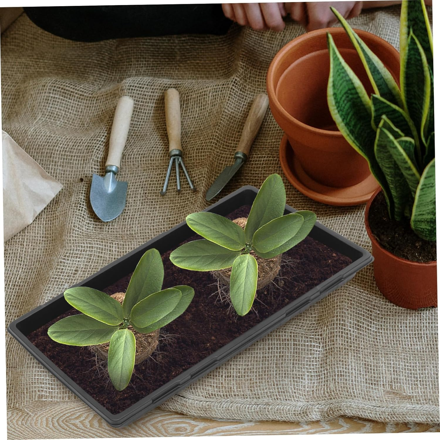 FONDOTIN 5Pcs Thickened Seedling Trays Plant Starter Trays Germination for Indoor Outdoor Gardening image number 5